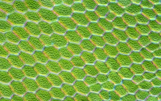 Cells packed with chloroplasts