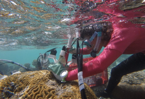A diver in pink examines a brain coral underwater.